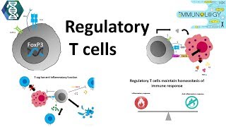 Regulatory T cells [upl. by Hull]