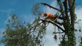 Tree Cutting Tree Surgeon Climbing Arborist [upl. by Haleak345]