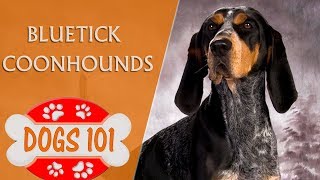 Dogs 101  Bluetick Coonhounds  Top Dog Facts About the Bluetick Coonhounds [upl. by Nilatak975]