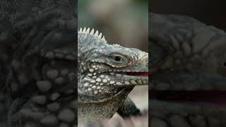 Cuban Rock Iguana Breeding Season  NATURE Shorts  PBS [upl. by Etyak]