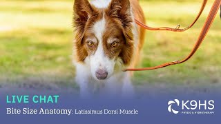 Explore the Dogs Latissimus Dorsi Muscle [upl. by Danais]