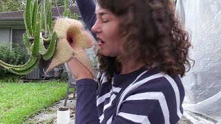 Up close and personal with a 14quot Stapelia gigantea flower [upl. by Ijok]