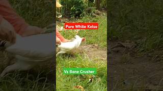 Pure White Kelso vs Bone Crusher [upl. by Gibb]