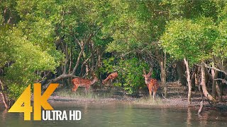 Sundarbans  The World’s Largest Natural Mangrove Forest India  4K 60fps Nature Relax Video [upl. by Elyse475]