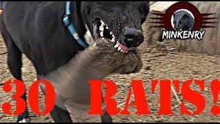 Mink and Dogs DESTROY 30 RATS [upl. by Aimekahs104]