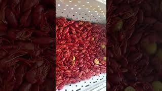 Crawfish boil in Louisiana [upl. by Mcadams877]