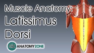 Latissimus Dorsi  Muscle Anatomy [upl. by Shum]