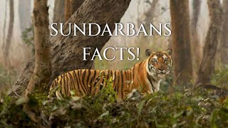 Fascinating Facts About Sundarbans National park Animals [upl. by Atela]