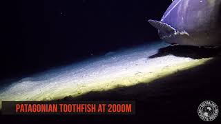 Antarcticas Deep Sea Dwellers  Toothfish [upl. by Willis]