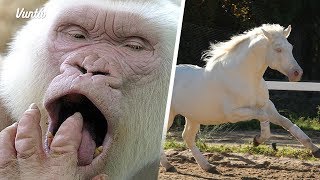 11 hermosos animales albinos [upl. by Onitsirc]