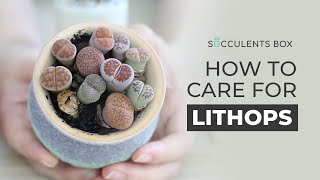 BEST TIPS HOW TO CARE FOR LITHOPS  LIVING STONES [upl. by Georges]