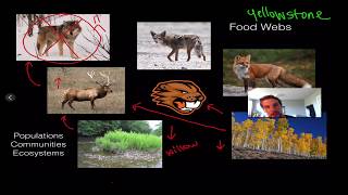 Abiotic and Biotic Factors [upl. by Winifield]