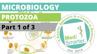 Protozoa  Microbiology  USMLE STEP 1  Part 1 of 3 [upl. by Yeslrahc]