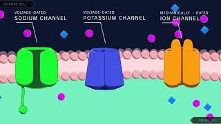 Action Potential in the Neuron [upl. by Chlori]