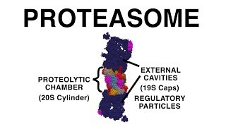 THE PROTEASOME UBIQUITINATION AND PROTEIN DESTRUCTION [upl. by Bulley]