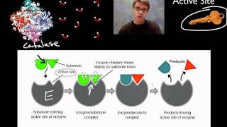 Enzymes [upl. by Inahs]