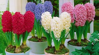 How to Plant Prepared Hyacinths WinterSpring Guide [upl. by Hamachi720]