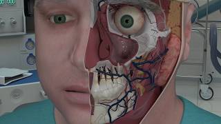 Chapter 2 Nasal Anatomy and Function [upl. by Annaek]