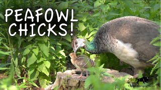 Peafowl Chicks Hatch at Brookfield Zoo [upl. by Laith425]