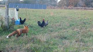 Zorro cazando gallinas4 [upl. by Loeb]