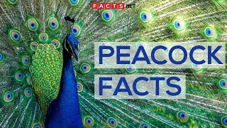 Interesting Facts About Peacocks And Peahens Or The Peafowls [upl. by Olegnaleahcim]