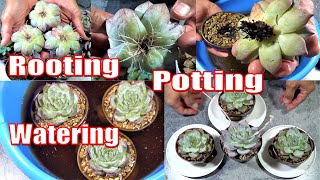 HOW TO Root Pot and Water NEW SUCCULENTS [upl. by Aerdnat]