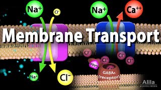 Membrane Transport Animation [upl. by Anilesor]