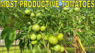 My MOST PRODUCTIVE TOMATO Varieties And 4 Varieties To Avoid [upl. by Letney]