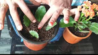 Kalanchoe Plant Care amp Propogation [upl. by Jocelin352]