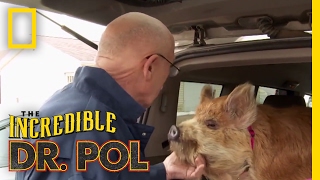 Dr Pols Top 100 Moments  The Incredible Dr Pol [upl. by Elehcin]