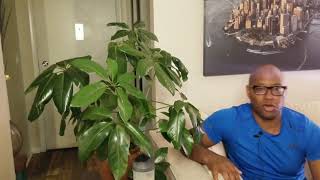 How to Take Care of That Schefflera Amate [upl. by Ilrebmyk376]