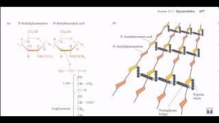 Peptidoglycan structure and biosynthesis [upl. by Ennayk607]