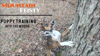 Beginner Mountain Feist Training  Into the Woods [upl. by Hadeis]