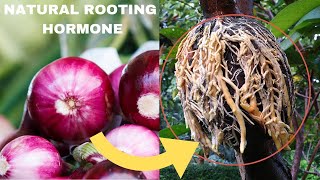 CHEAP amp EASY Onion as a natural rooting hormone root stimulant in air layering propagation [upl. by Corette117]