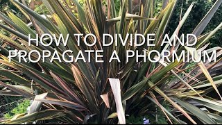 How To Divide And Propagate Phormium Dividing New Zealand Flax [upl. by Goth876]