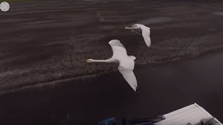 Flying With Swans  360°  BBC Earth Explore [upl. by Eanert]