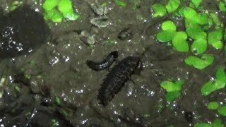 Firefly Larva Eating a Snail Next to a Rove Beetle and Moth Flies [upl. by Yearwood]