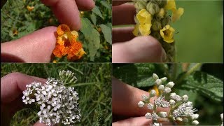 How To Identify 5 Medicinal Plants And Their Uses [upl. by Suidaht]