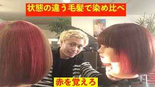 【赤を覚えろ】エンシェールズカラーバターのリアルレッドとガーネットレッドをブリーチなしの茶髪とブリーチありの金髪で染め比べてみた [upl. by Alastair]