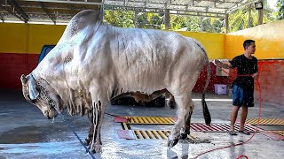 SAPI 1 TON  Mbah GARENG amp PAHING Mandi Salju [upl. by Loreen]