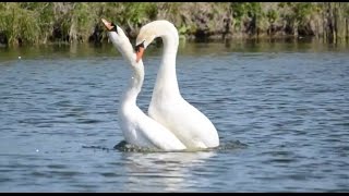 Mute Swans Mating [upl. by Annaj]