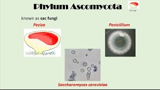 Ascomycota [upl. by Aitram]