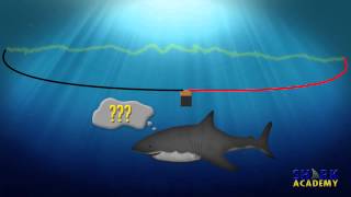 Electrosensory System  SHARK ACADEMY [upl. by Aamsa]