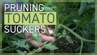 Pruning Removing Tomato Suckers [upl. by Anailli]