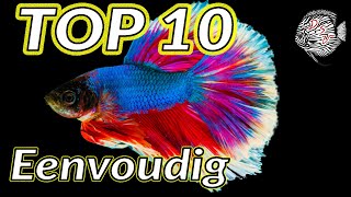 EENVOUDIGE AQUARIUMVISSEN  GEMAKKELIJKE AQUARIUMVISSEN top 10  Aquarium Sunshine Valley [upl. by Attirehs]