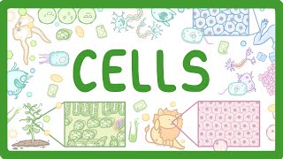 GCSE Biology  Cell Types and Cell Structure 2 [upl. by Etnomal]