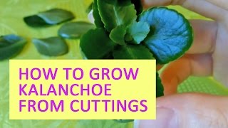 How to grow kalanchoe from cuttings [upl. by Gorga428]