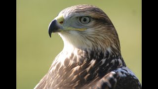 Falconry Ferruginous Hawks introduction [upl. by Nyluqcaj37]