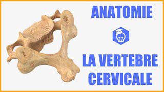 ANATOMIE  LA VERTEBRE CERVICALE TYPE [upl. by Ainimre]