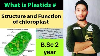 What is plastids Structure and function of chloroplast [upl. by Eicnahc]